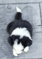 Apple, a female Australian Shepherd and Miniature Australian Shepherd for sale in Lewis, IN – 5 of 10