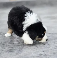 Jack, a male Australian Shepherd and Miniature Australian Shepherd for sale in Lewis, IN – 7 of 9