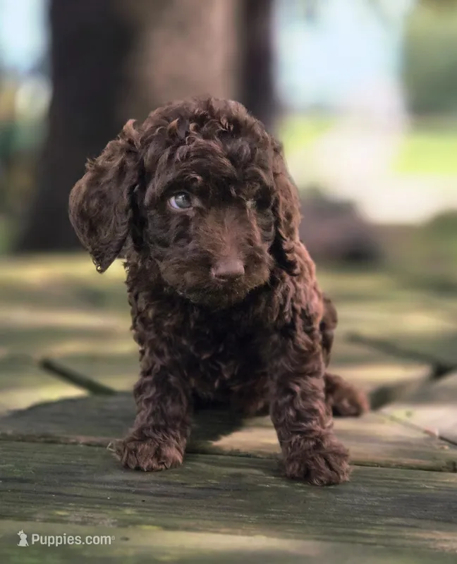 Leo – Aussiedoodle puppy for sale in Lewis, IN