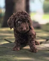 Leo, a male Aussiedoodle for sale in Lewis, IN – 1 of 1