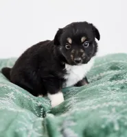 Nutmeg, a male Miniature Australian Shepherd for sale in Lewis, IN – Photo 5 of 10