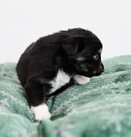 Nutmeg, a male Miniature Australian Shepherd for sale in Lewis, IN – Photo 7 of 10