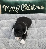 Nutmeg, a male Miniature Australian Shepherd for sale in Lewis, IN – Photo 10 of 10