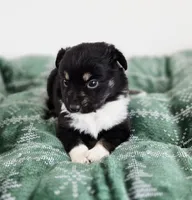 Nutmeg, a male Miniature Australian Shepherd for sale in Lewis, IN – Photo 1 of 10