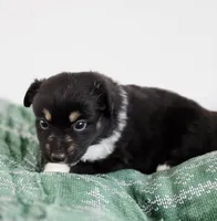 Nutmeg, a male Miniature Australian Shepherd for sale in Lewis, IN – Photo 6 of 10