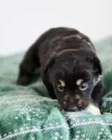 Nutmeg, a male Miniature Australian Shepherd for sale in Lewis, IN – Photo 2 of 10