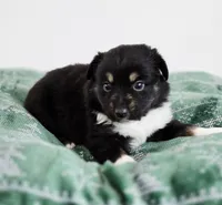 Nutmeg, a male Miniature Australian Shepherd for sale in Lewis, IN – Photo 9 of 10