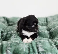 Nutmeg, a male Miniature Australian Shepherd for sale in Lewis, IN – Photo 4 of 10