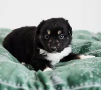 Nutmeg, a male Miniature Australian Shepherd for sale in Lewis, IN – Photo 3 of 10