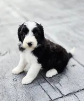 Dove, a female Aussiedoodle and Poodle - Multi-Colored Standard for sale in Lewis, IN – 7 of 9