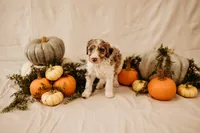 Luna, a female Aussiedoodle and Poodle - Multi-Colored Standard for sale in Lewis, IN – 5 of 8