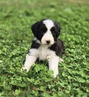 Dove, a female Aussiedoodle and Poodle - Multi-Colored Standard for sale in Lewis, IN – 4 of 9