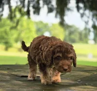 Sunny, a male Aussiedoodle for sale in Lewis, IN – 5 of 8