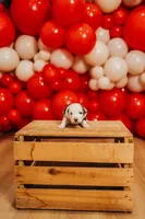Freedom , a male Miniature Australian Shepherd and Miniature American Shepherd for sale in Lewis, IN – 9 of 9