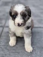 Rolo, a male Aussiedoodle and Poodle - Multi-Colored Standard for sale in Lewis, IN – 2 of 10