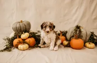 Luna, a female Aussiedoodle and Poodle - Multi-Colored Standard for sale in Lewis, IN – 2 of 8