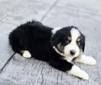 Jack, a male Australian Shepherd and Miniature Australian Shepherd for sale in Lewis, IN – 3 of 9