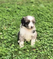 Rolo, a male Aussiedoodle and Poodle - Multi-Colored Standard for sale in Lewis, IN – 5 of 10