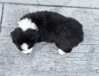 Pumpkin , a female Australian Shepherd and Miniature Australian Shepherd for sale in Lewis, IN – 8 of 10