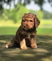 Sunny, a male Aussiedoodle for sale in Lewis, IN – 2 of 8