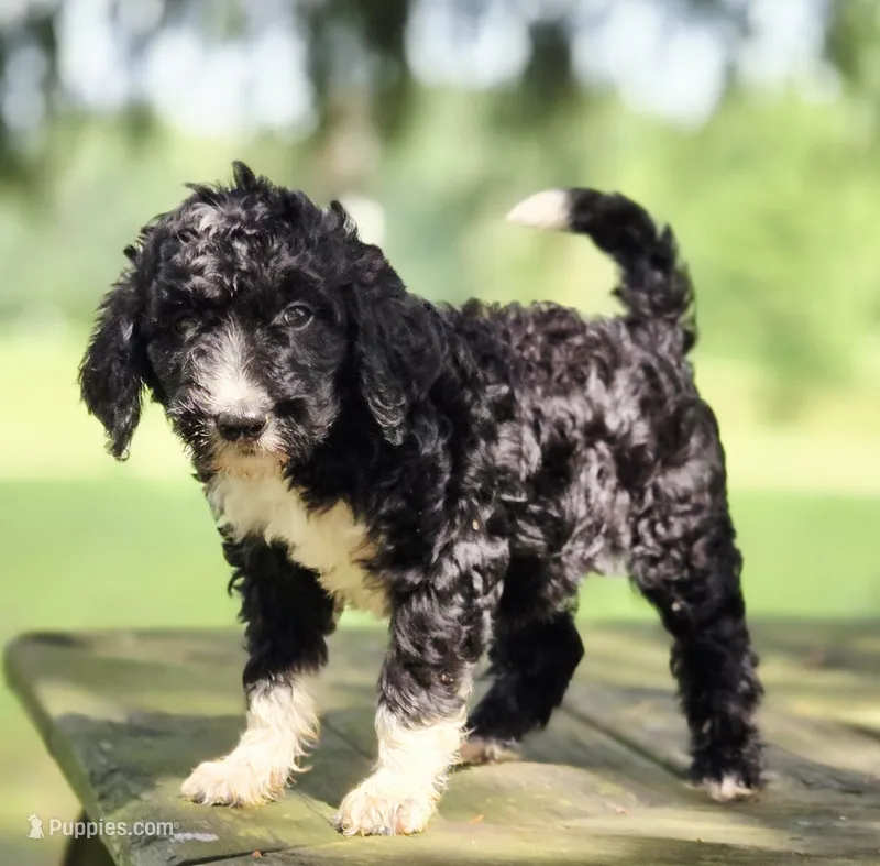 Maverick  – Aussiedoodle puppy for sale in Lewis, IN