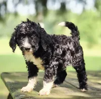 Maverick , a male Aussiedoodle for sale in Lewis, IN – 1 of 1