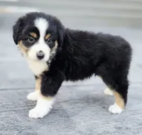 Pumpkin , a female Australian Shepherd and Miniature Australian Shepherd for sale in Lewis, IN – 7 of 10