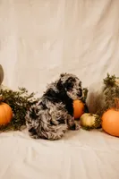 Raven, a female Aussiedoodle and Poodle - Multi-Colored Standard for sale in Lewis, IN – 3 of 3