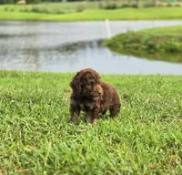 Sunny, a male Aussiedoodle for sale in Lewis, IN – 8 of 8