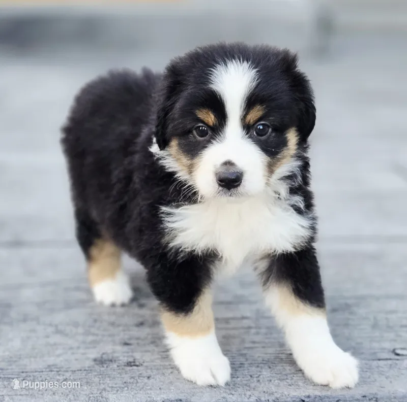 Pumpkin  – Australian Shepherd, Miniature Australian Shepherd puppy for sale in Lewis, IN