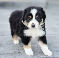Pumpkin , a female Australian Shepherd and Miniature Australian Shepherd for sale in Lewis, IN – 1 of 10