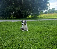 Rex, a male Miniature Australian Shepherd for sale in Lewis, IN – 5 of 9
