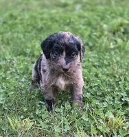 Skor, a male Aussiedoodle and Poodle - Multi-Colored Standard for sale in Lewis, IN – 8 of 8