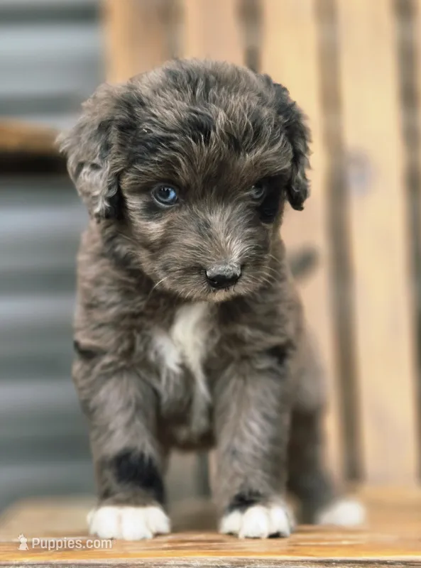 Razzle  – Aussiedoodle, Poodle - Multi-Colored Standard puppy for sale in Lewis, IN