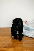 Reese's, a male Aussiedoodle for sale in Lewis, IN – Photo 2 of 4