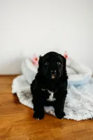 Reese's, a male Aussiedoodle for sale in Lewis, IN – Photo 4 of 4