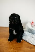 Reese's, a male Aussiedoodle for sale in Lewis, IN – Photo 3 of 4