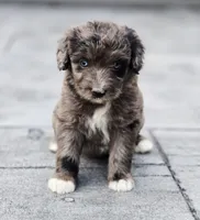 Razzle , a female Aussiedoodle and Poodle - Multi-Colored Standard for sale in Lewis, IN – 3 of 10