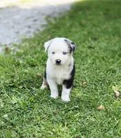 Freedom , a male Miniature Australian Shepherd and Miniature American Shepherd for sale in Lewis, IN – 8 of 10