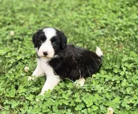 Dove, a female Aussiedoodle and Poodle - Multi-Colored Standard for sale in Lewis, IN – 3 of 9