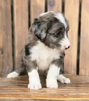 Sweetart, a female Aussiedoodle and Poodle - Multi-Colored Standard for sale in Lewis, IN – 2 of 10