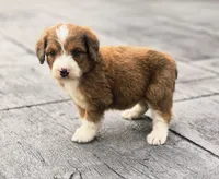 Heath, a male Aussiedoodle and Poodle - Multi-Colored Standard for sale in Lewis, IN – 4 of 9