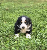 Jack, a male Australian Shepherd and Miniature Australian Shepherd for sale in Lewis, IN – 8 of 9