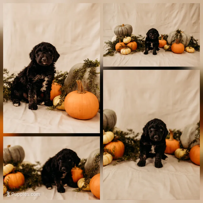 Boo – Aussiedoodle, Poodle - Multi-Colored Standard puppy for sale in Lewis, IN