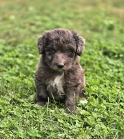 Razzle , a female Aussiedoodle and Poodle - Multi-Colored Standard for sale in Lewis, IN – 9 of 10