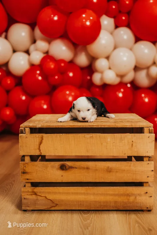 Justice  – Miniature Australian Shepherd, Miniature American Shepherd puppy for sale in Lewis, IN