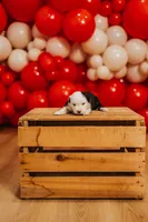 Justice , a female Miniature Australian Shepherd and Miniature American Shepherd for sale in Lewis, IN – 1 of 4