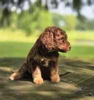 Sunny, a male Aussiedoodle for sale in Lewis, IN – 4 of 8