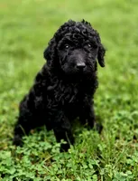Midnight , a female Aussiedoodle for sale in Lewis, IN – 1 of 1