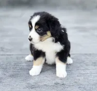 Pumpkin , a female Australian Shepherd and Miniature Australian Shepherd for sale in Lewis, IN – 5 of 10